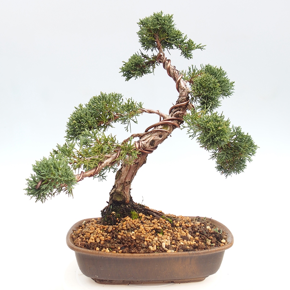 Vonkajšie bonsai - Juniperus chinensis Kishu -Jalovec čínsky