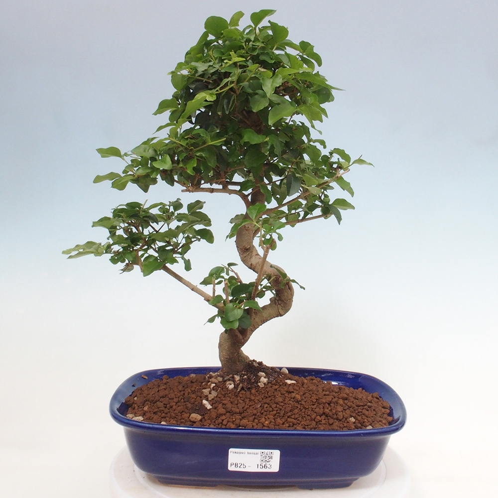 Izbová bonsai -Ligustrum chinensis - Vtáčí zob