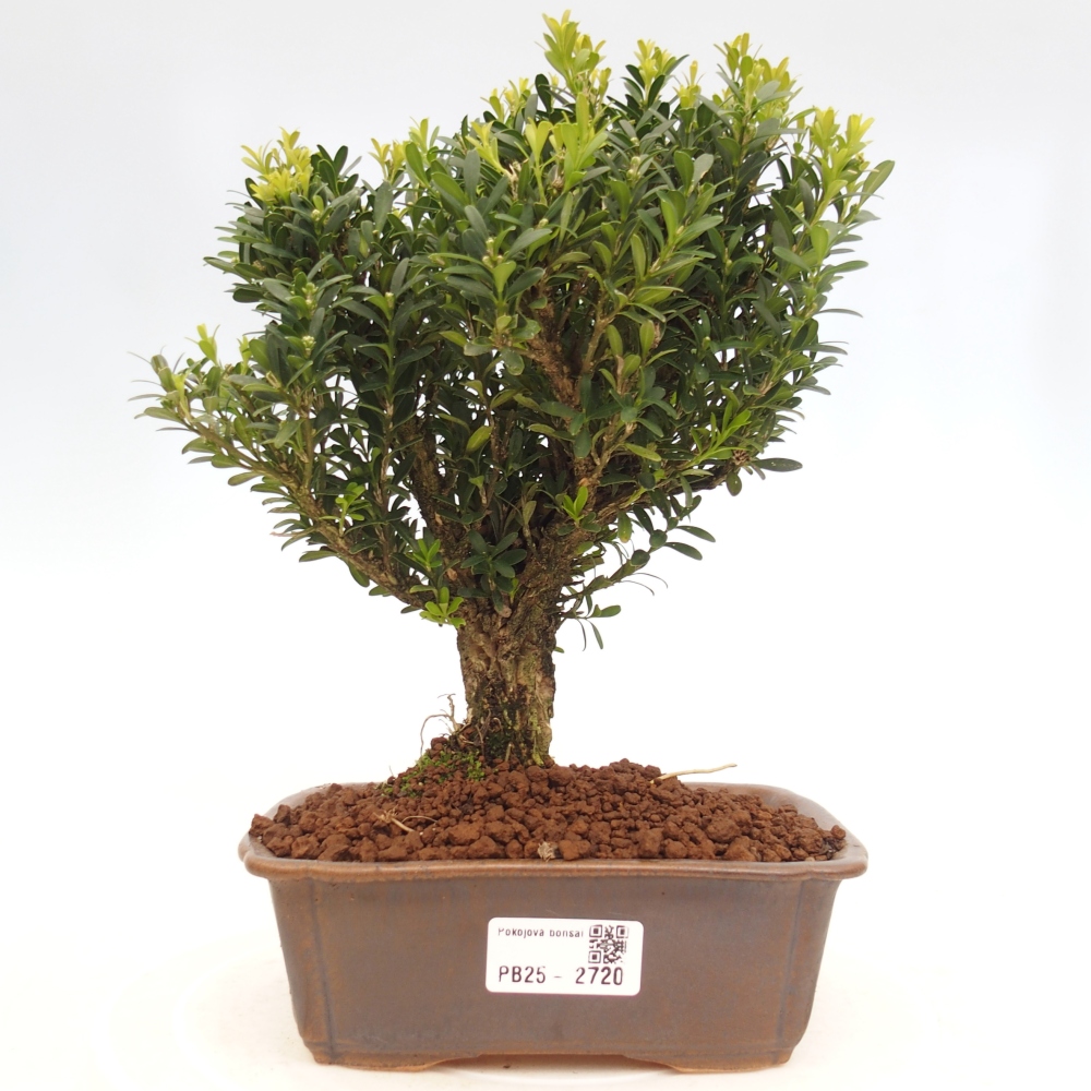 Izbová bonsai - Buxus harlandii - korkový buxus