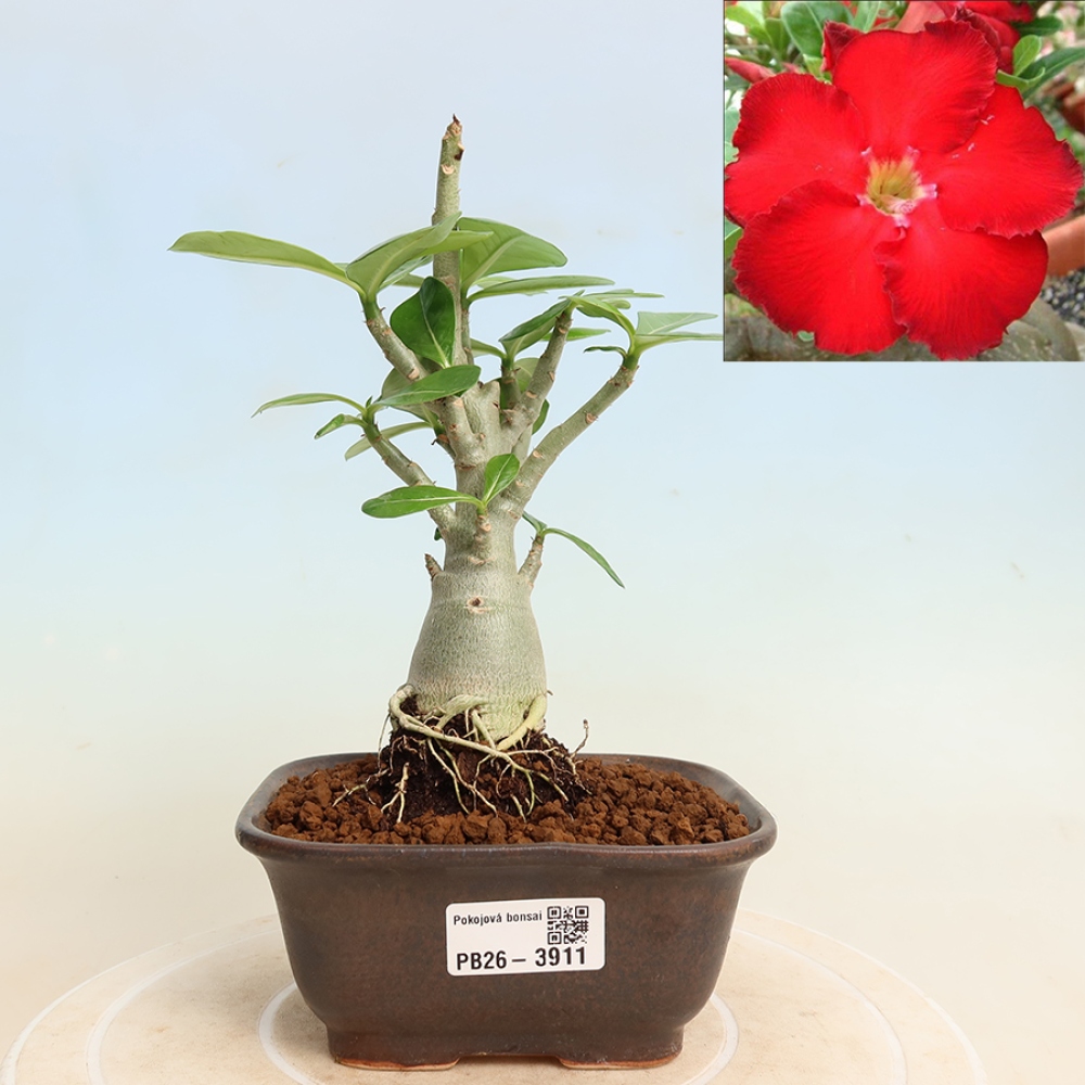Izba bonsai – Adenium obesum Red Star – Púštna ruža