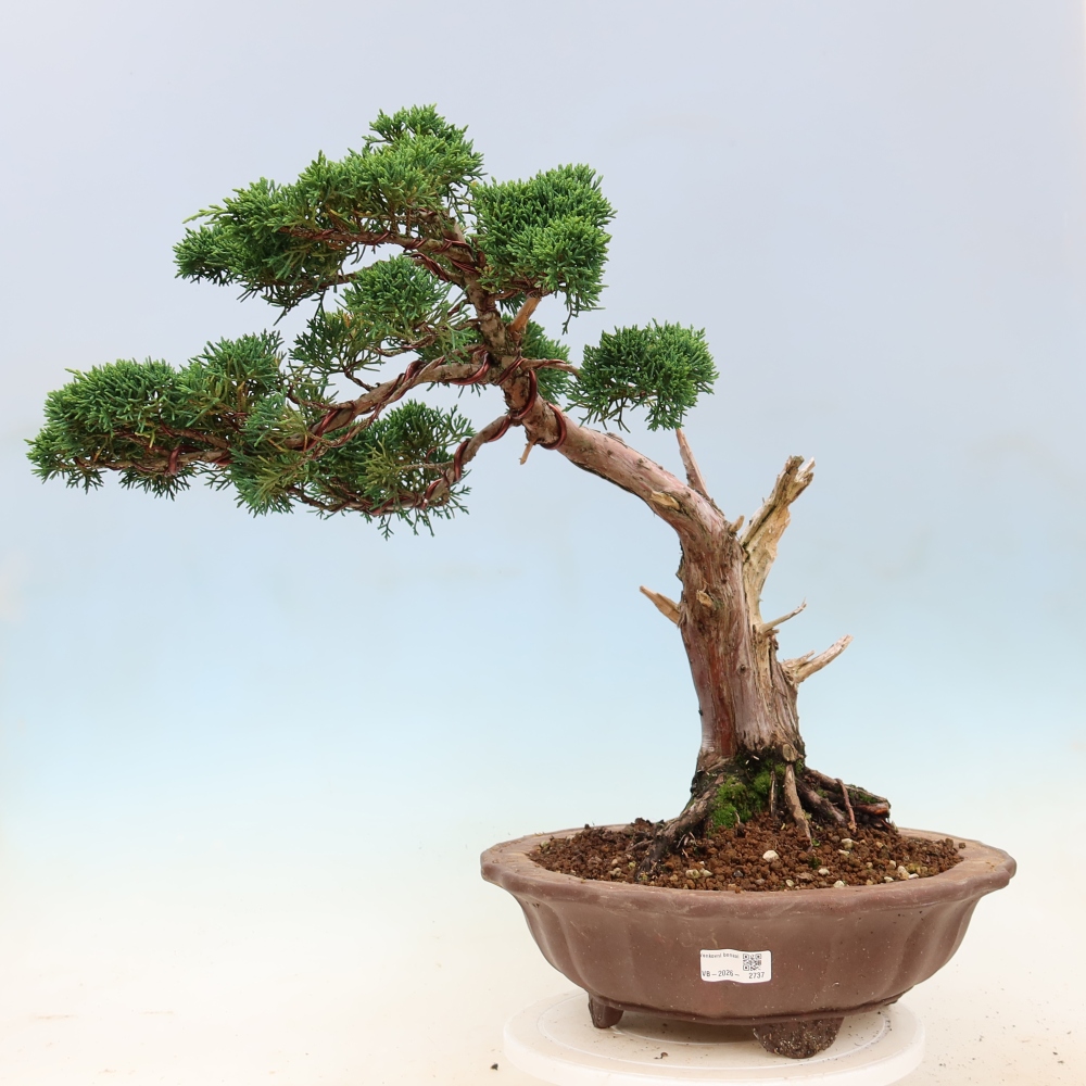Vonkajší bonsaj - Juniperus chinensis Kishu