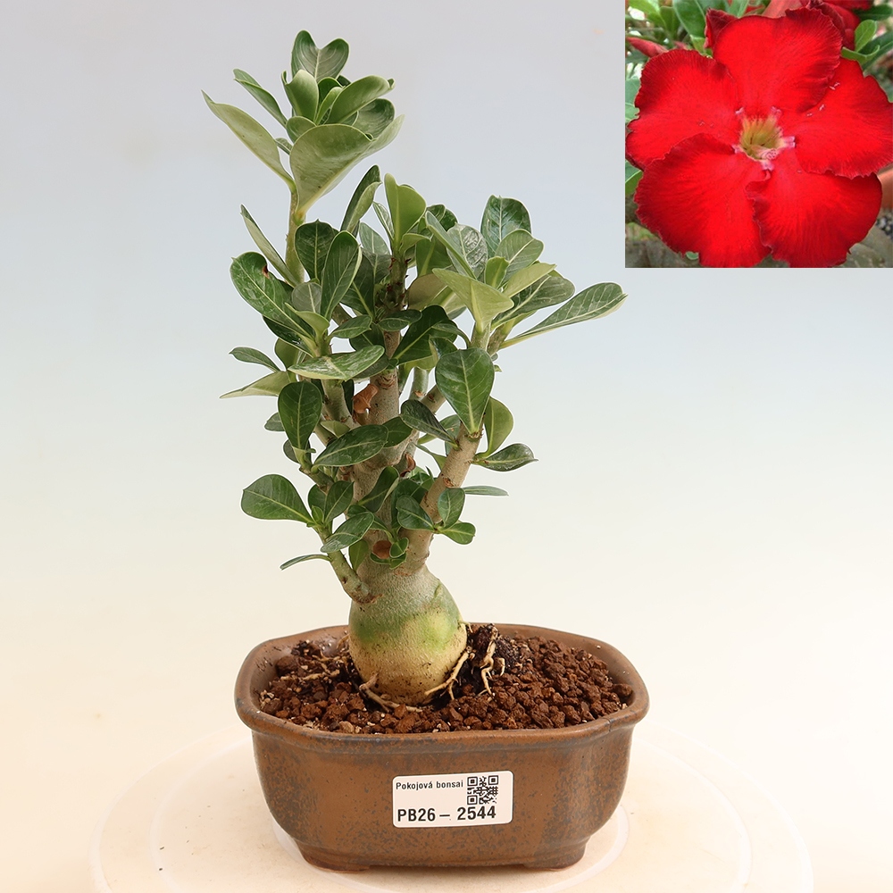 Izba bonsai – Adenium obesum Red Star – Púštna ruža