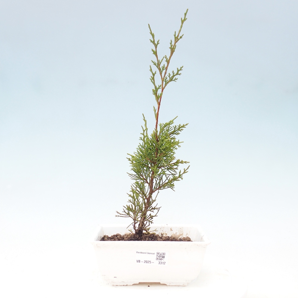 Vonkajší bonsai - Juniperus chinensis Itoigawa -Jalovec čínsky