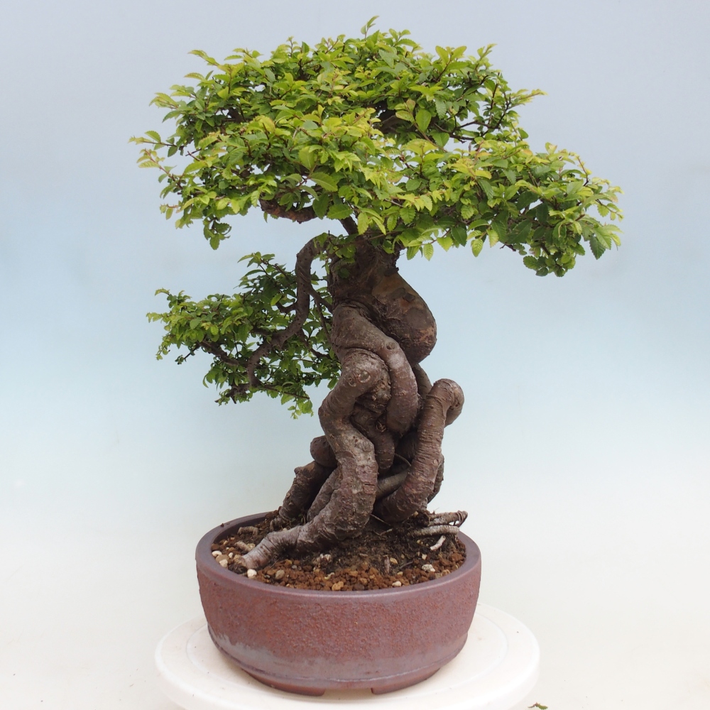 Vonkajší bonsaj - Ulmus parvifolia Hokkaido - čínsky brest
