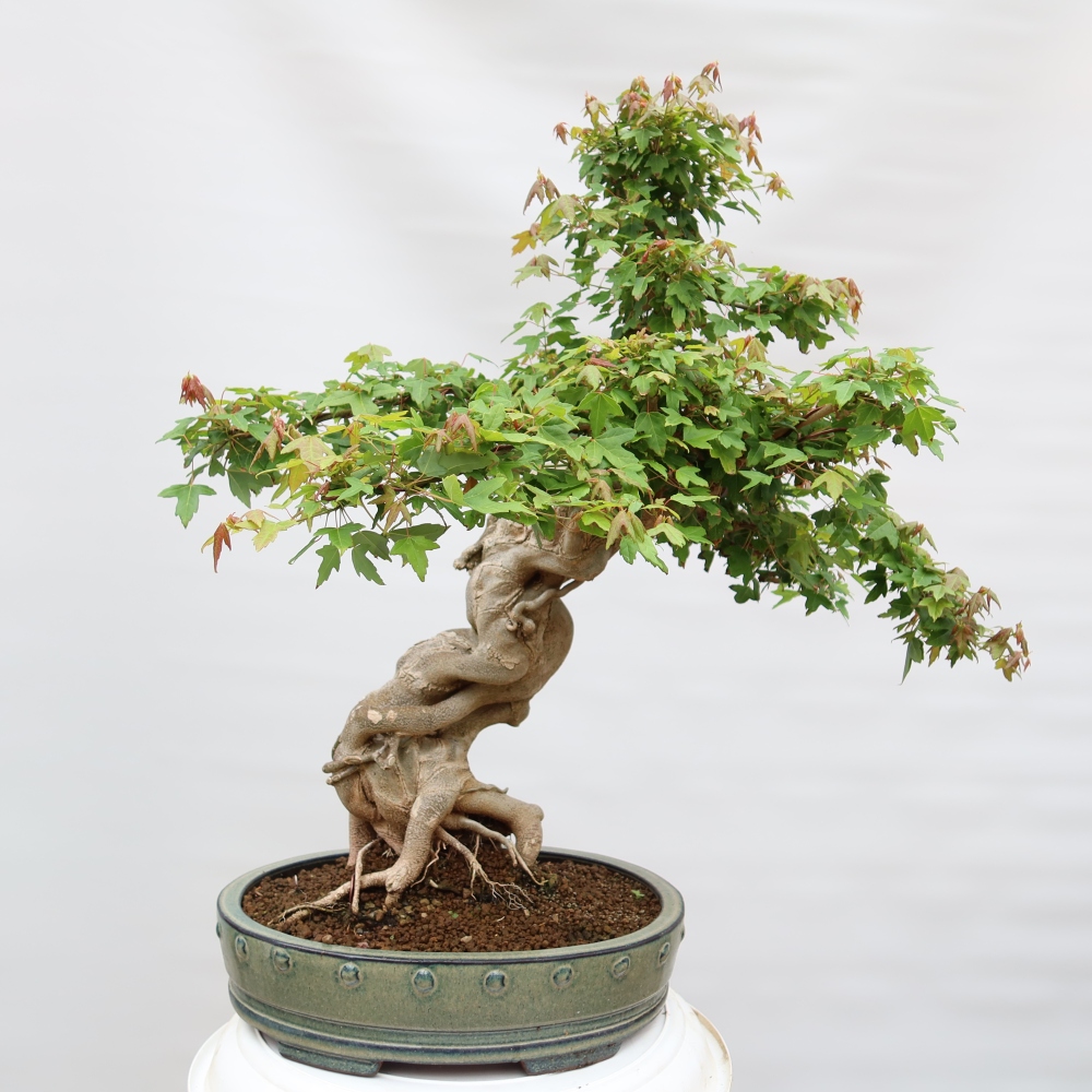 Vonkajšie bonsaje - Javor Burger - Acer Burgerianum