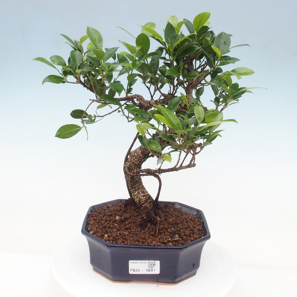 Izbová bonsai - Ficus retusa - malolistá fikus