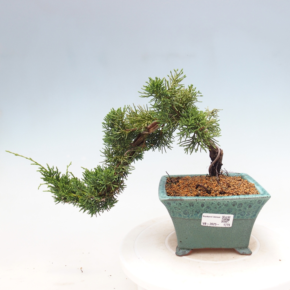 Vonkajší bonsai - Juniperus chinensis Kishu -Jalovec čínsky