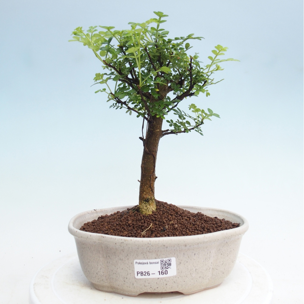 Izbová bonsai - Zantoxylum piperitum - Pepřovník