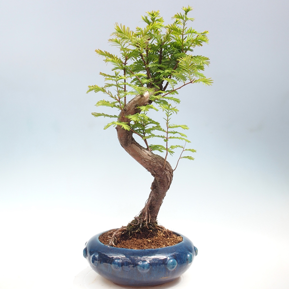 Vonkajšie bonsai - Metasequoia glyptostroboides - Metasekvoja Čínska