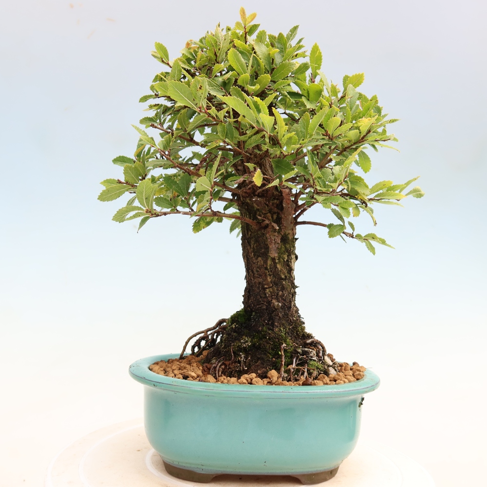 Vonkajšie bonsaje - Zelkova - Zelkova NIRE