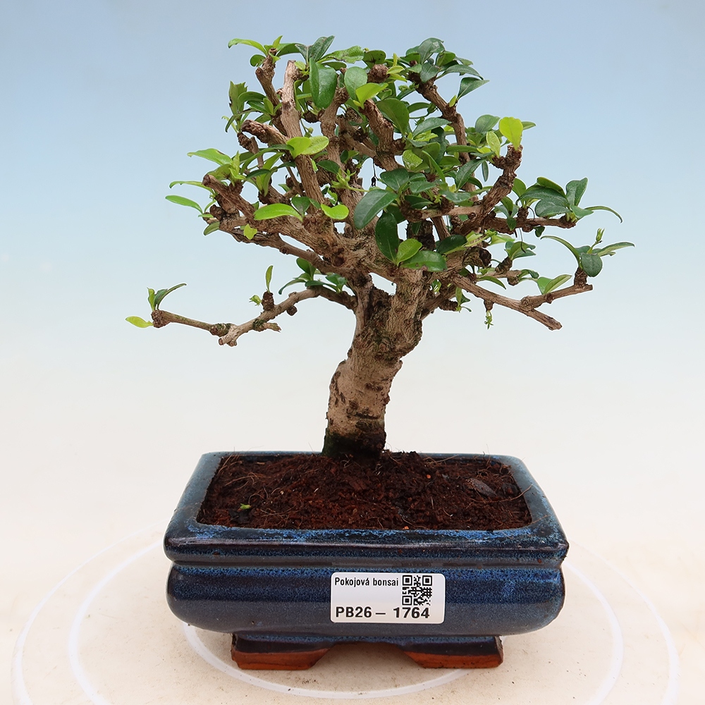 Izbové bonsaje - Carmona macrophylla - Tea fuki