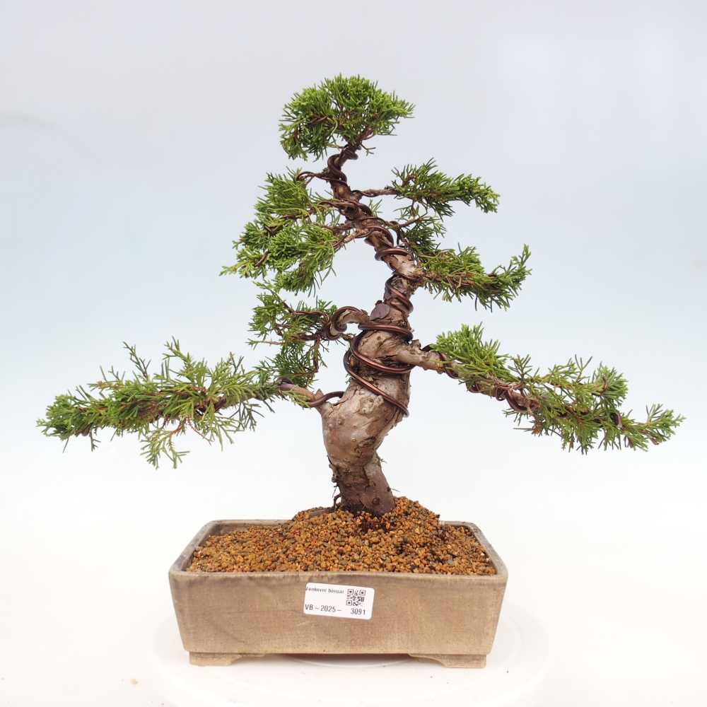 Vonkajší bonsai - Juniperus chinensis Itoigawa -Jalovec čínsky