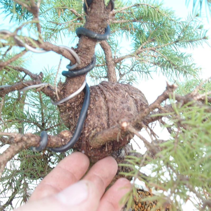 Vonkajšia bonsaj - Smrek - Picea glauca globe