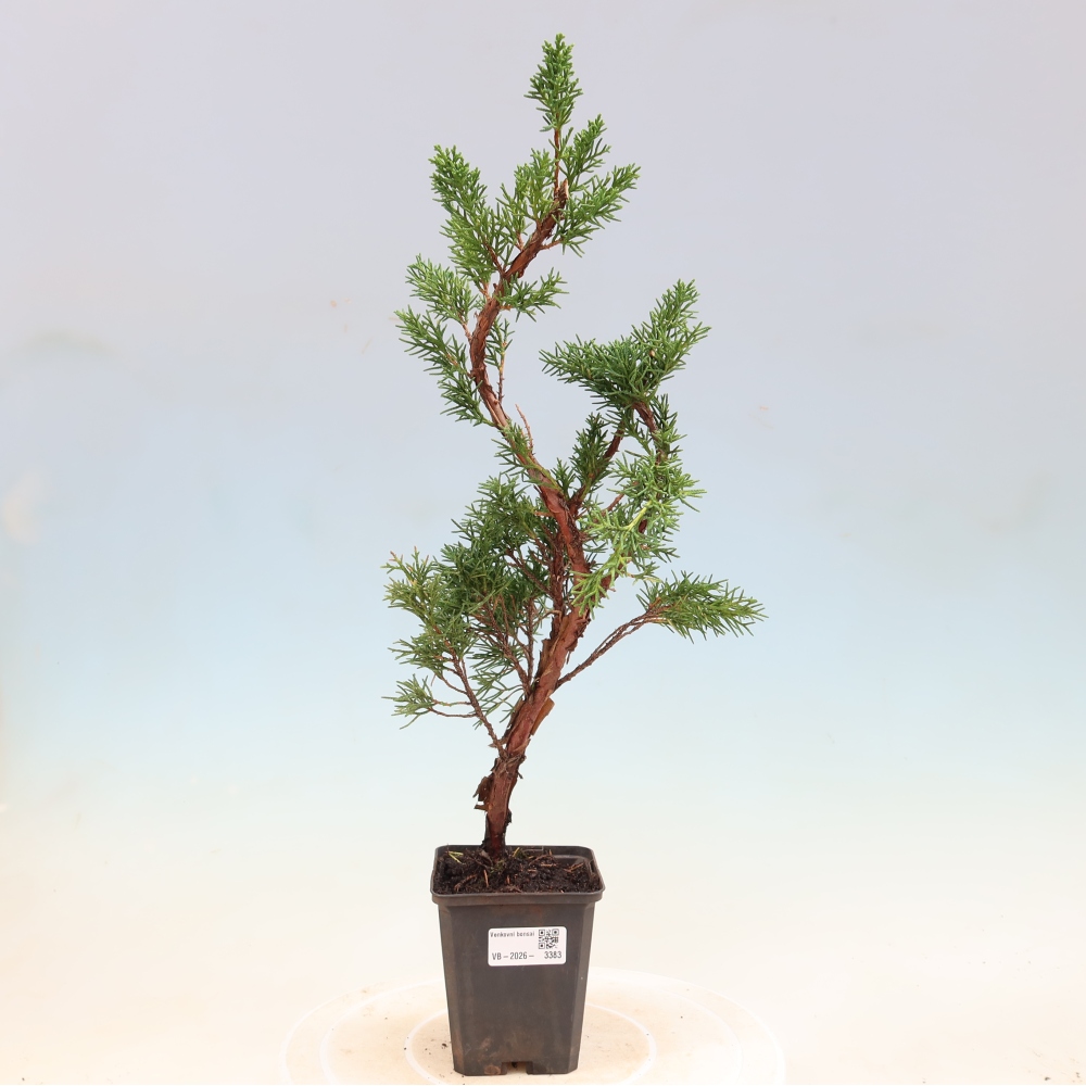 Vonkajší bonsaj - Juniperus chinensis Kishu