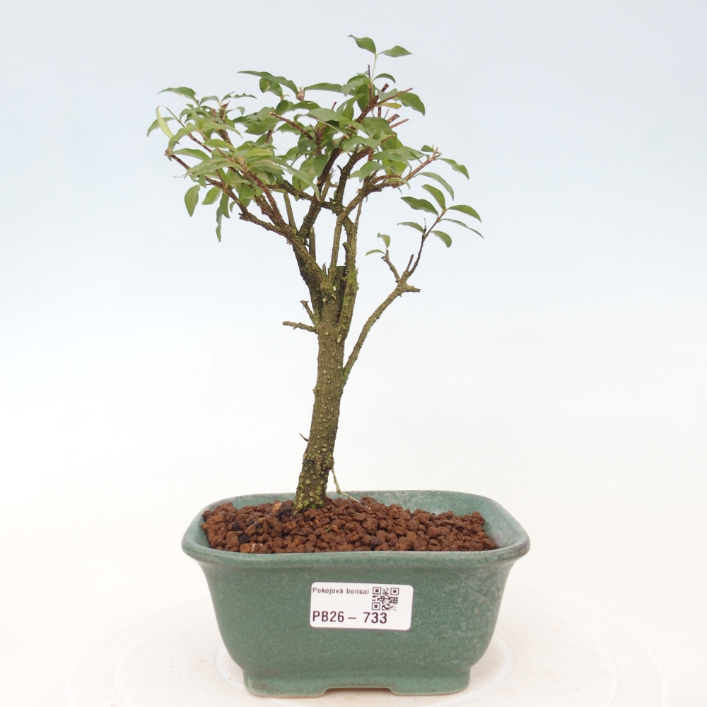 Izbová bonsai - Malpighia coccigera- Barbdorská čerešňa