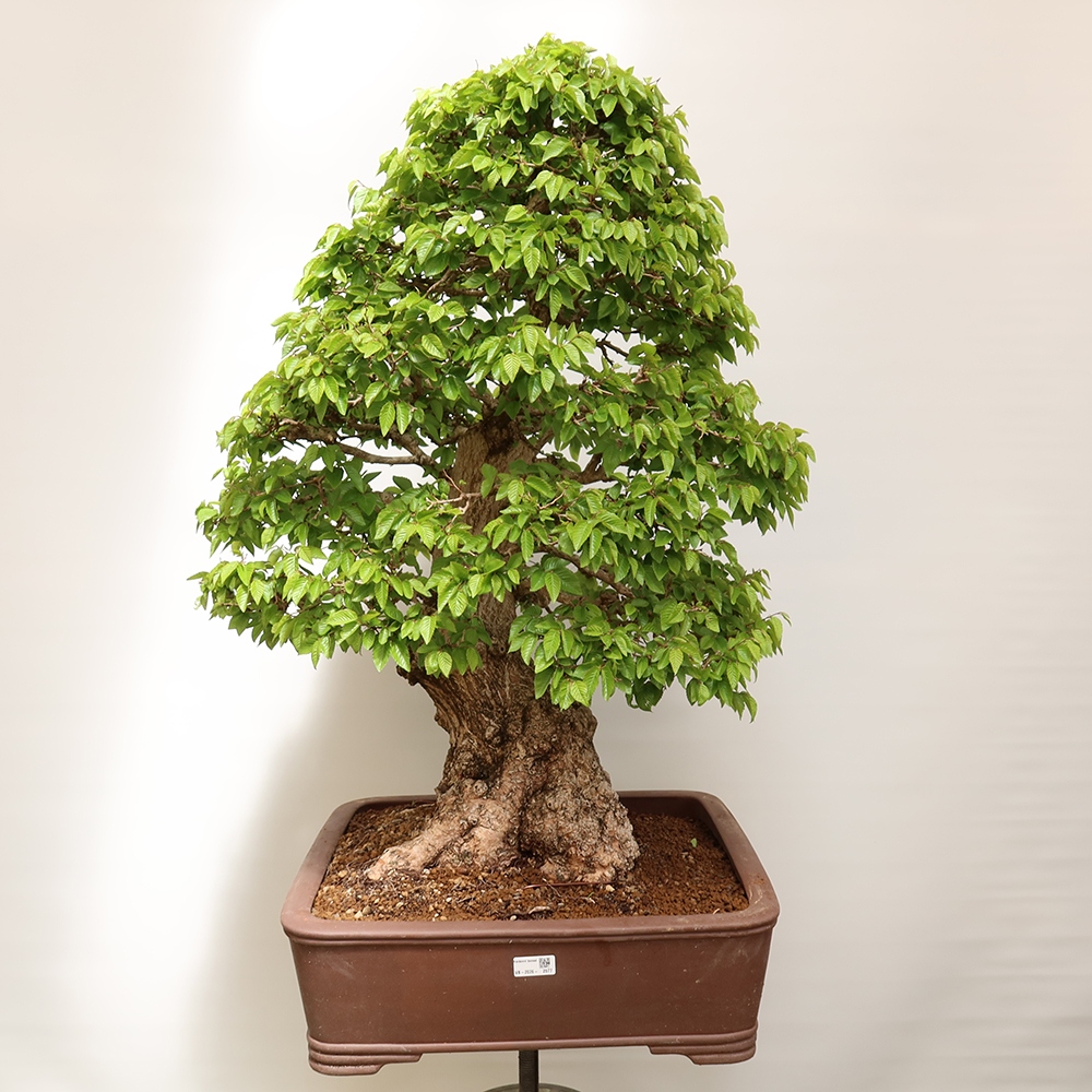 Vonkajší bonsai -Carpinus Coreana - Hrab kórejský