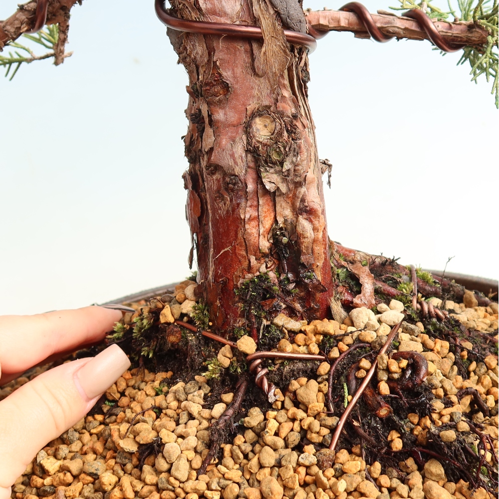 Vonkajší bonsaj - Juniperus chinensis Kishu
