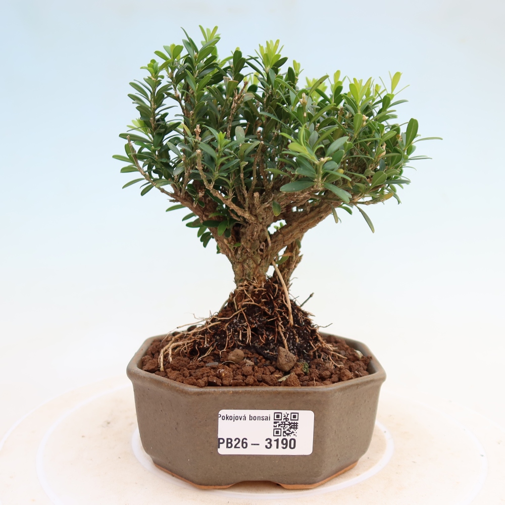 Izbové bonsaje - Buxus harlandii - korkový buxus