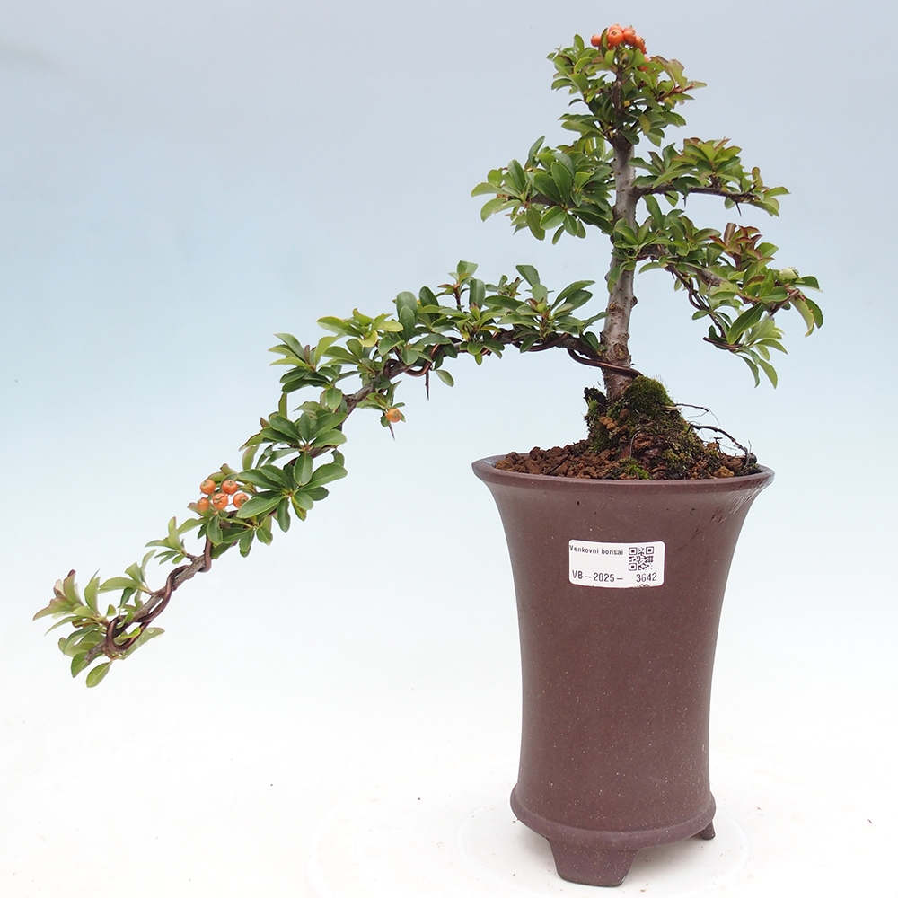 Vonkajšie bonsaje-Pyracantha Teton -Hlox