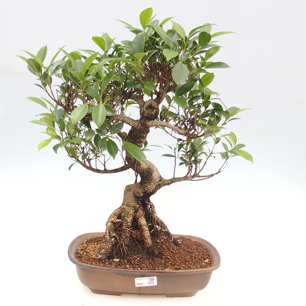 Izbové bonsaje - Ficus kimmen - drobnolistý fikus