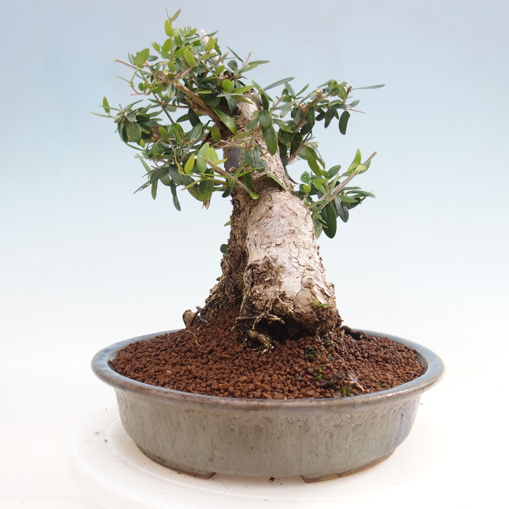 Izbová bonsai - Olea europaea sylvestris -Oliva evropská drobnolistá