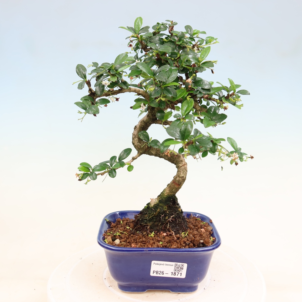 Izbové bonsaje - Carmona macrophylla - Tea fuki