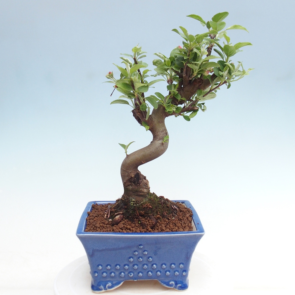 Vonkajší bonsai -Malus halliana - Maloplodá jabloň