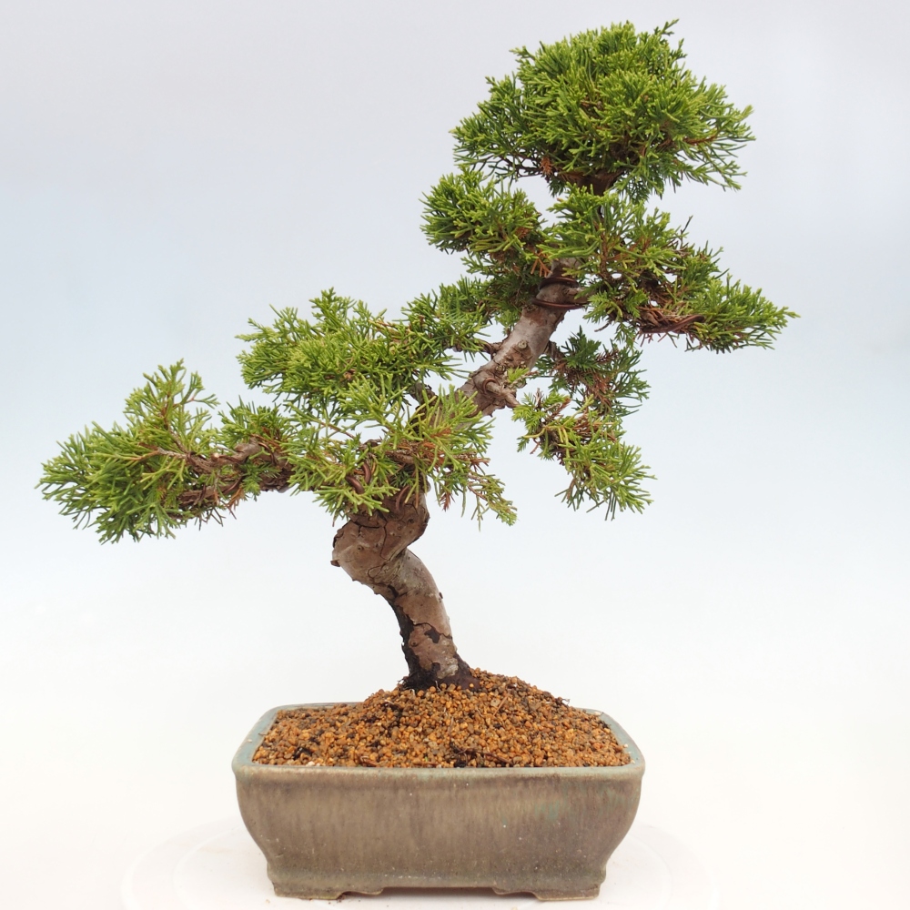 Vonkajší bonsai - Juniperus chinensis Itoigawa -Jalovec čínsky