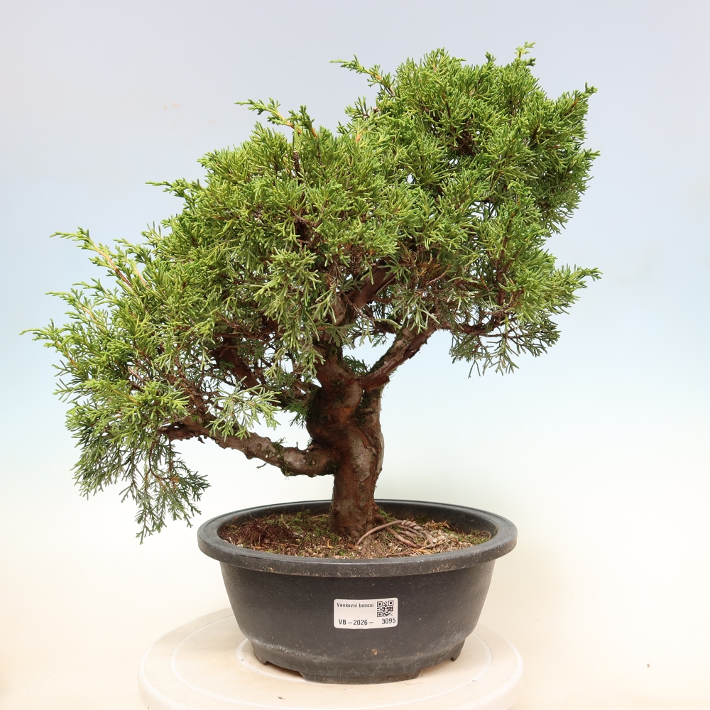 Vonkajší bonsai – Juniperus chinensis Itoigawa – čínsky jalovec