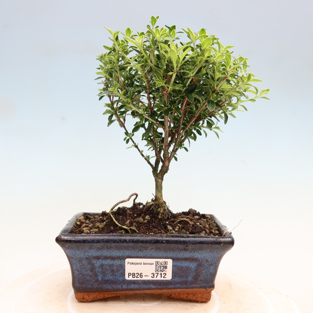 Izba bonsai – Serissa foetida Variegata – Strom tisíc hviezd