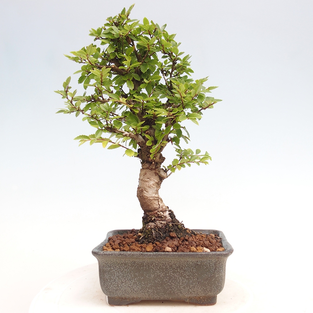 Vonkajšie bonsai - Zelkova - Zelkova Nirom