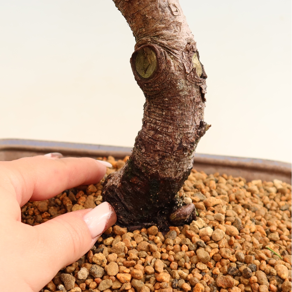 Vonkajšie bonsaje – Pinus mugo Humpy – borovica krivá