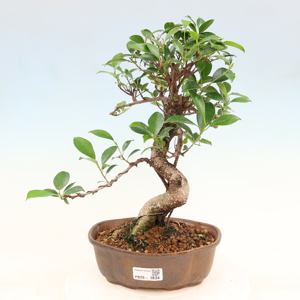 Izbový bonsaj - Ficus retusa - drobnolistý fikus