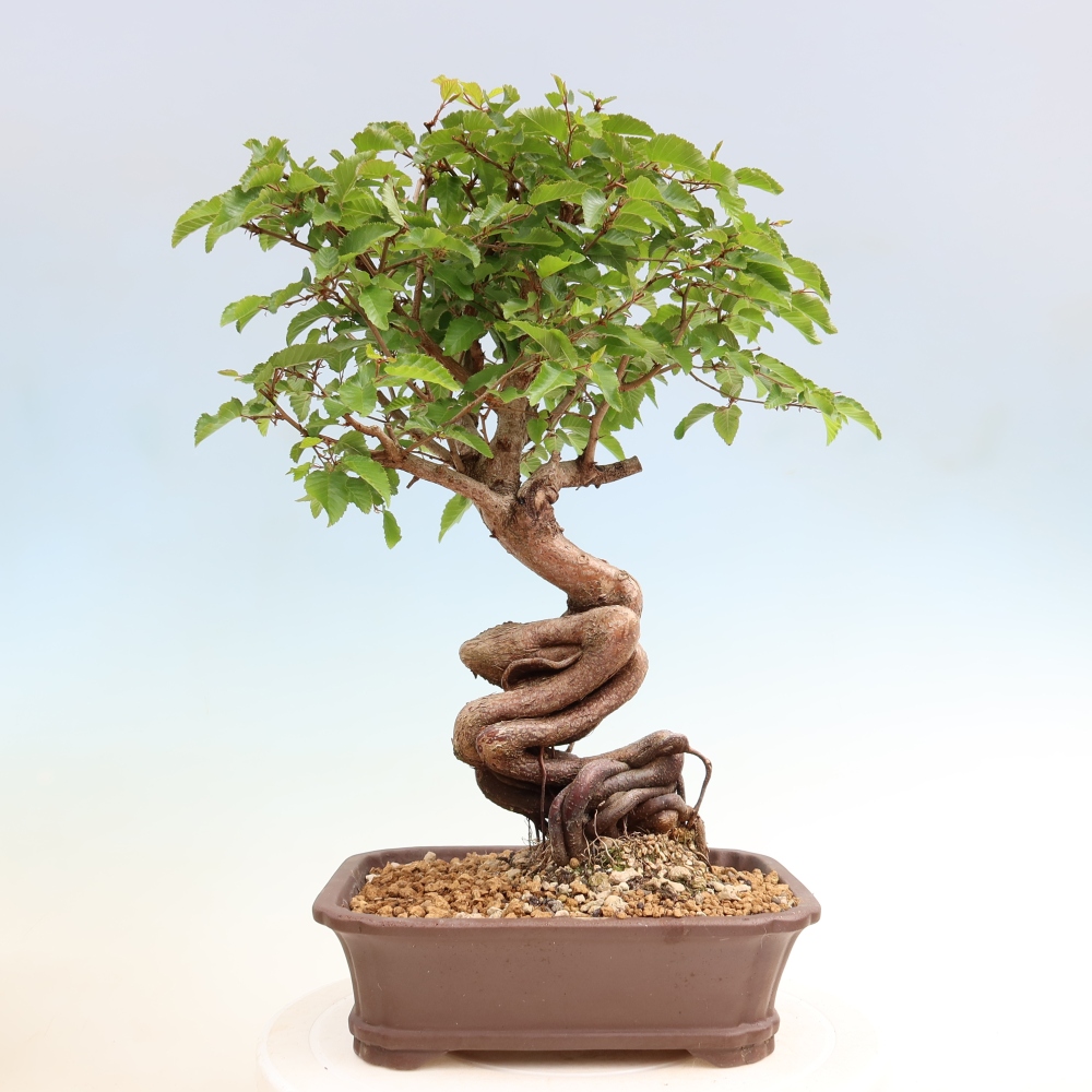 Vonkajší bonsaj -Carpinus coreana - Hrab kórejský