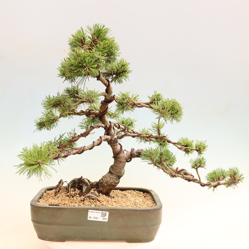 Vonkajšie bonsaje – Pinus mugo Humpy – borovica krivá