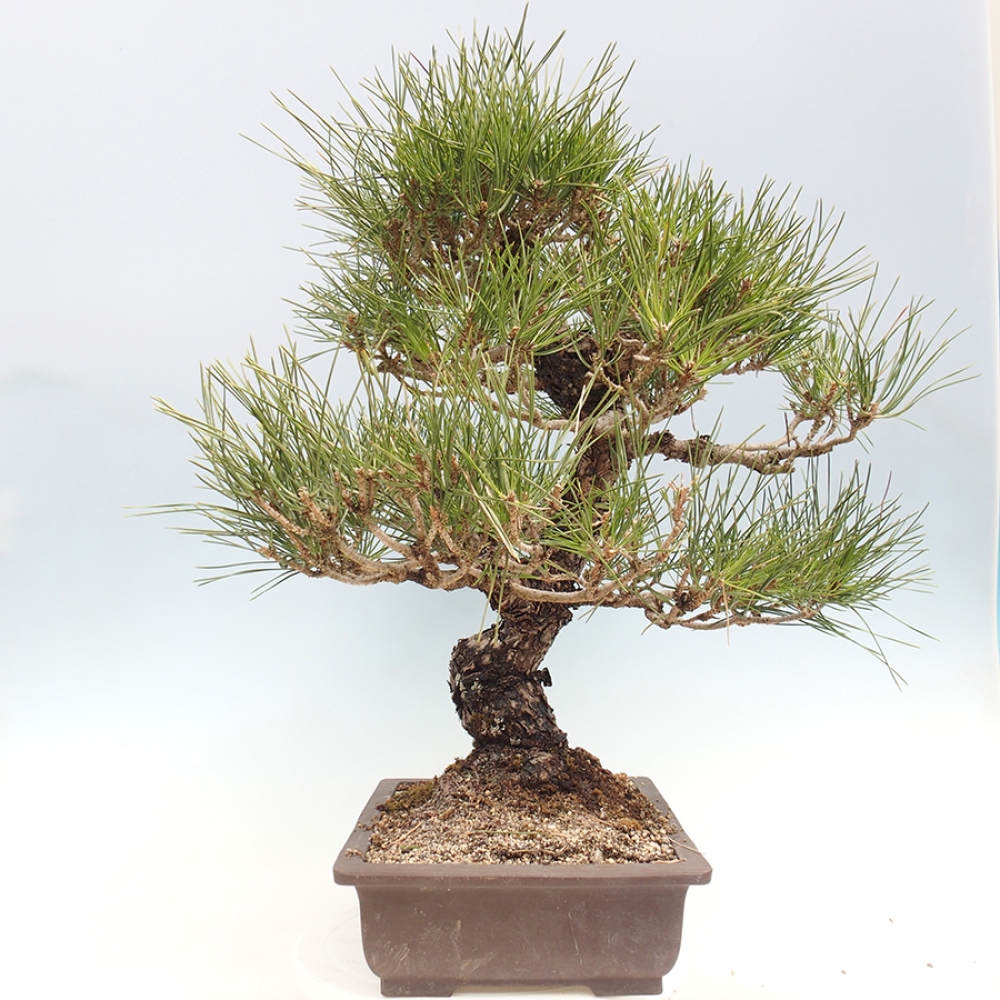 Vonkajšie bonsaje - Pinus thunbergii - borovica Thunbergova