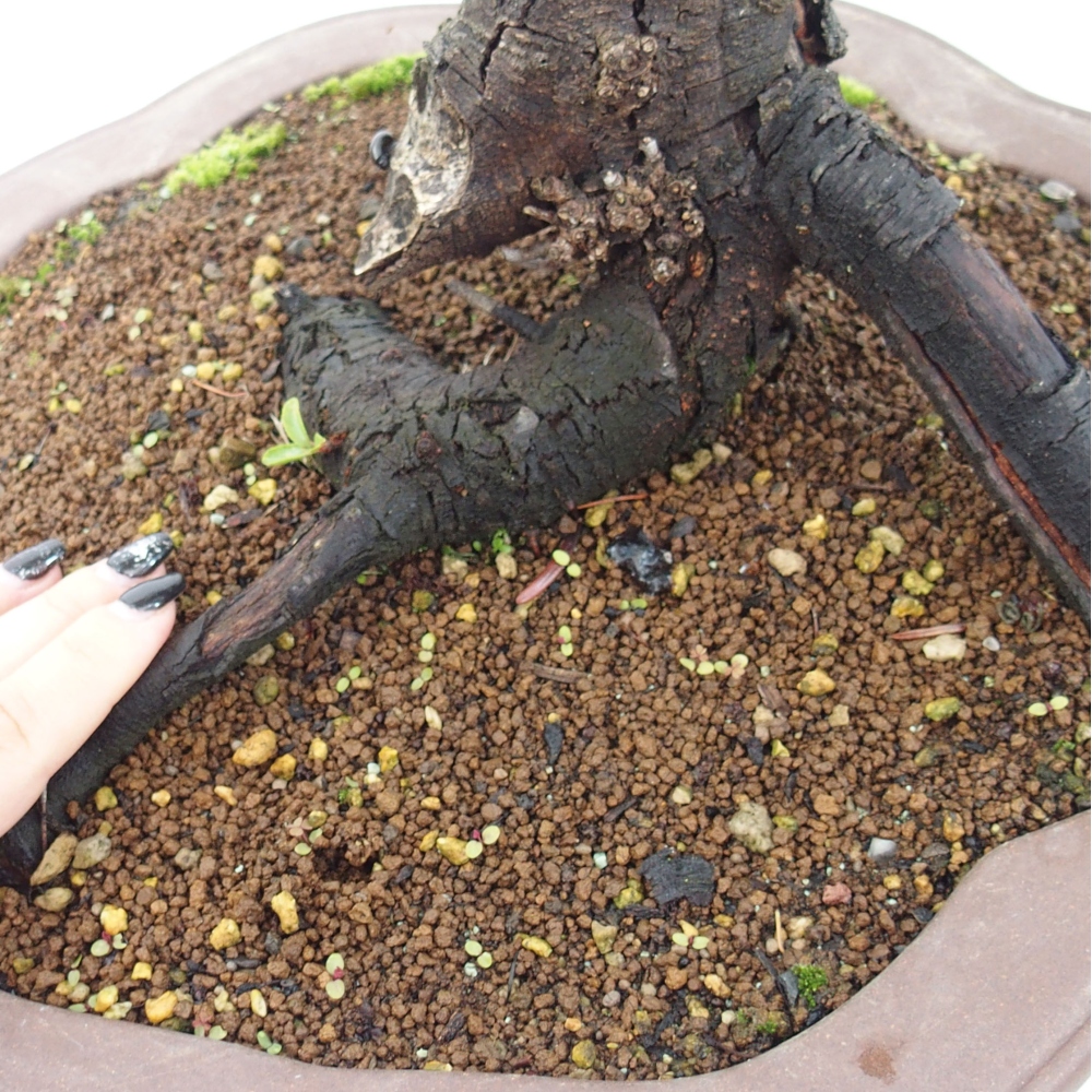 Vonkajšie bonsai - Prunus spinosa - trnka