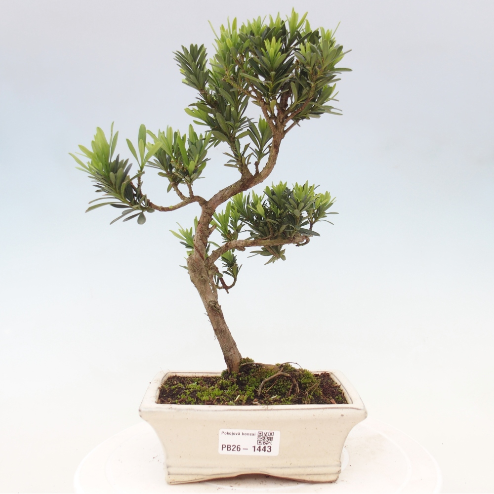 Izbové bonsaje - Podocarpus - Kamenný tis