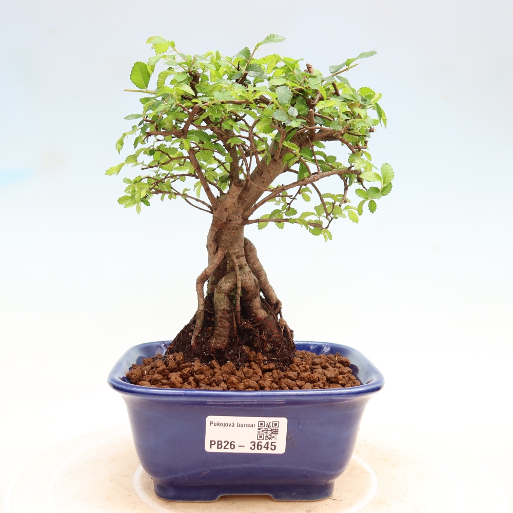 Izbový bonsaj - Ulmus parvifolia - brest malolistý