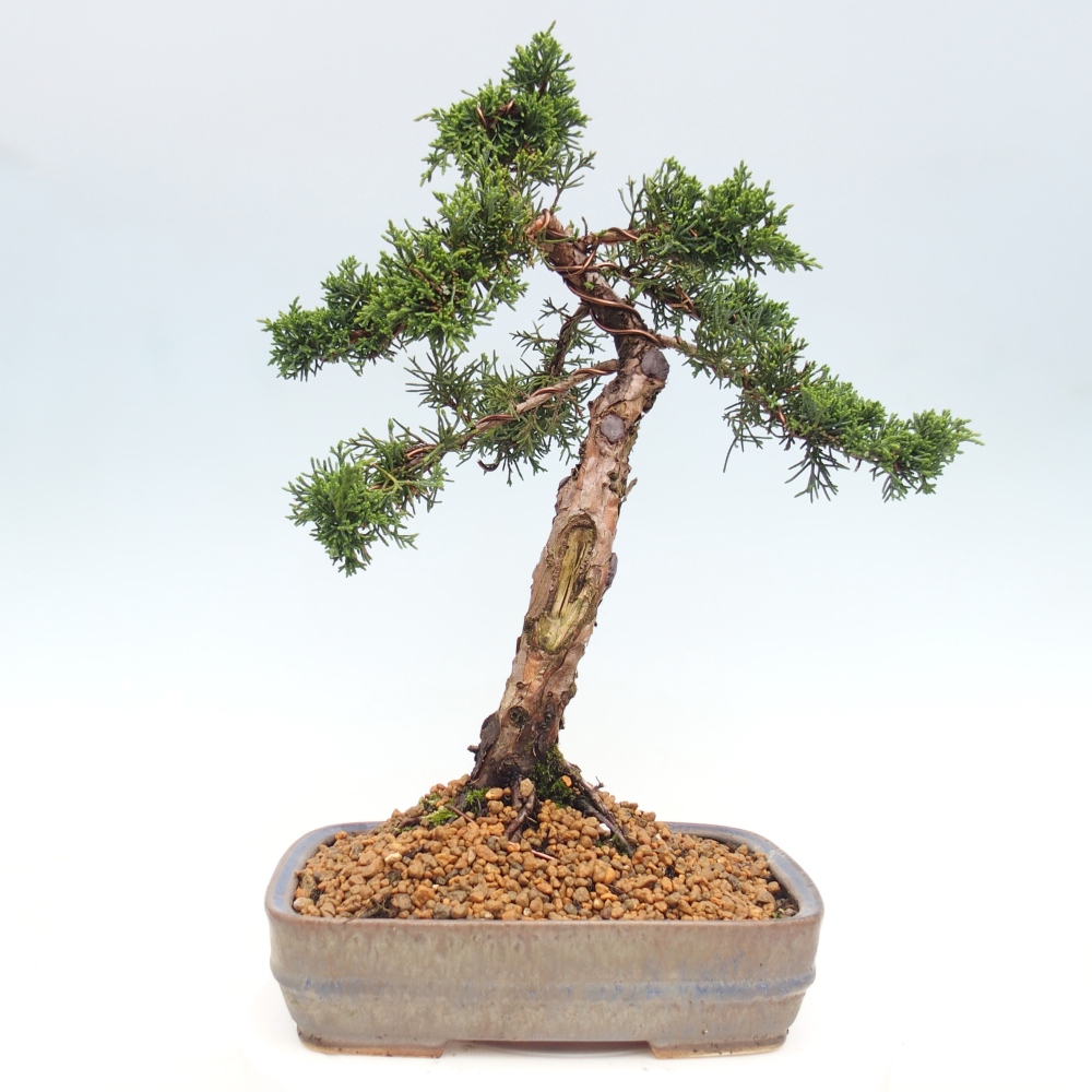 Vonkajší bonsaj - Juniperus chinensis Kishu
