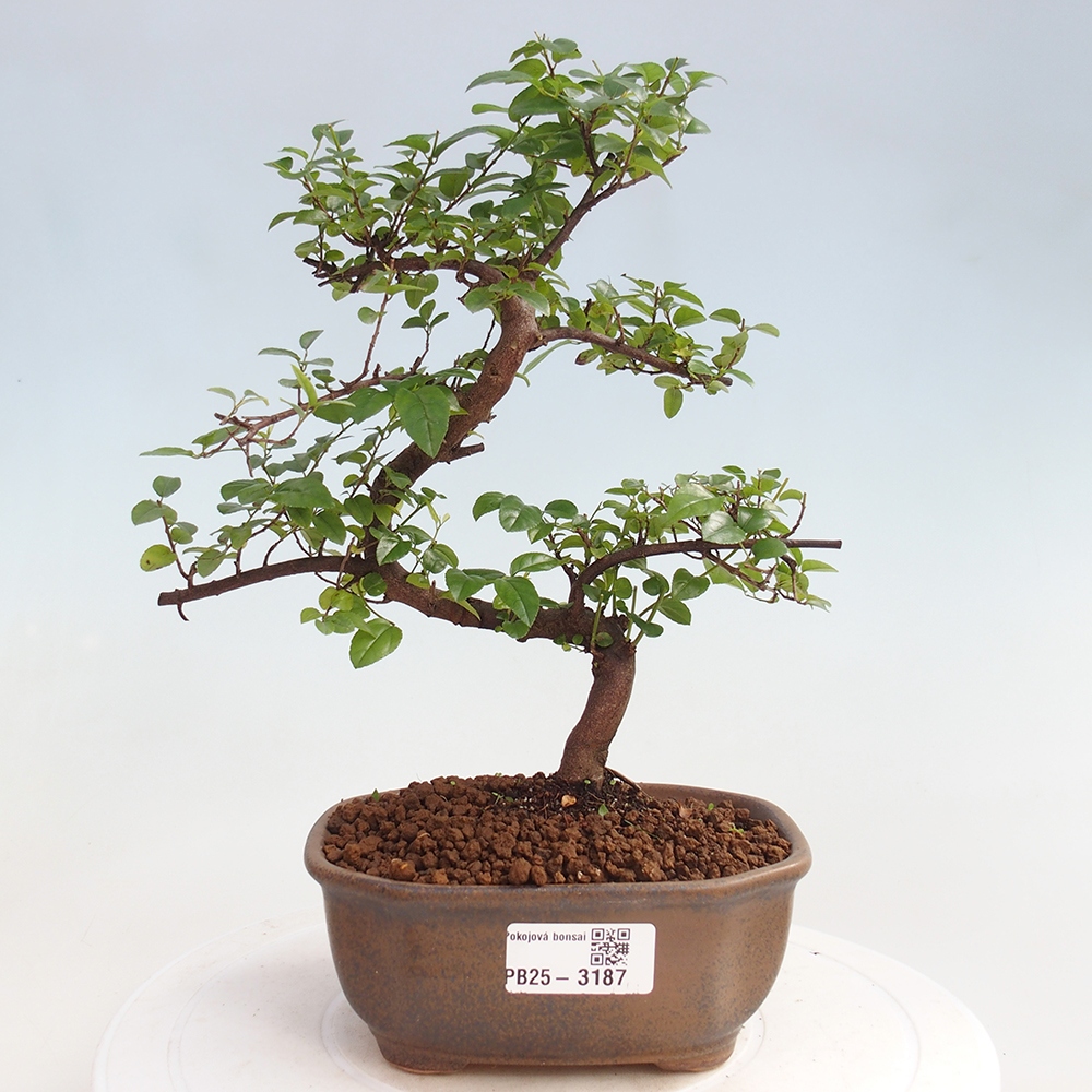 Izbová bonsai - Sagerécia thea - Sagerécia thea