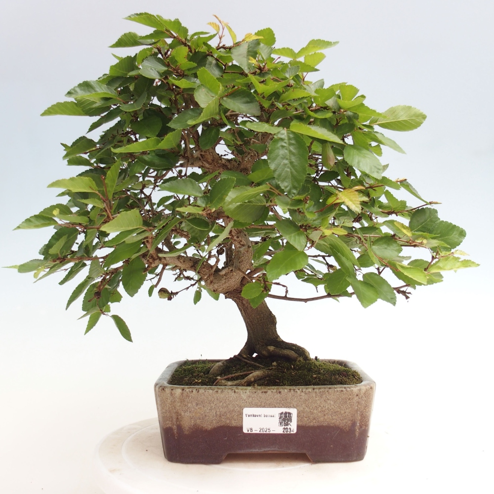 Vonkajší bonsai -Carpinus CARPINOIDES - Hrab kórejský