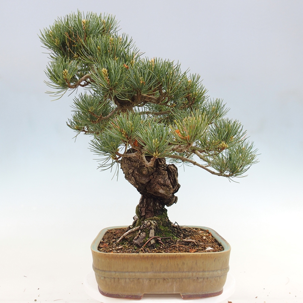 Vonkajšie bonsaje - Pinus parviflora - Pinus parviflora