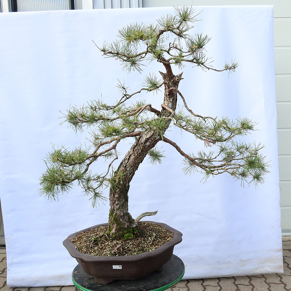Pinus sylvestris Španielsko – borovica lesná
