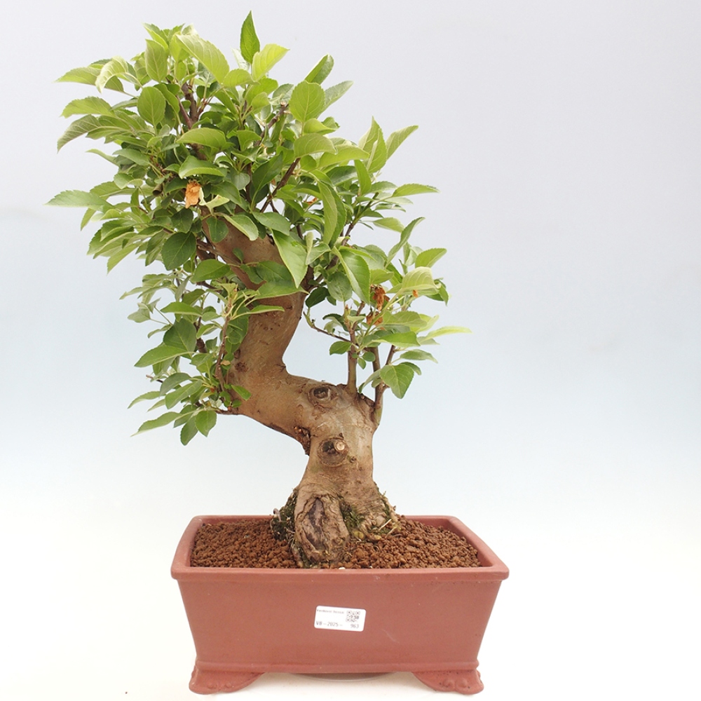Vonkajší bonsai -Malus halliana - Maloplodá jabloň