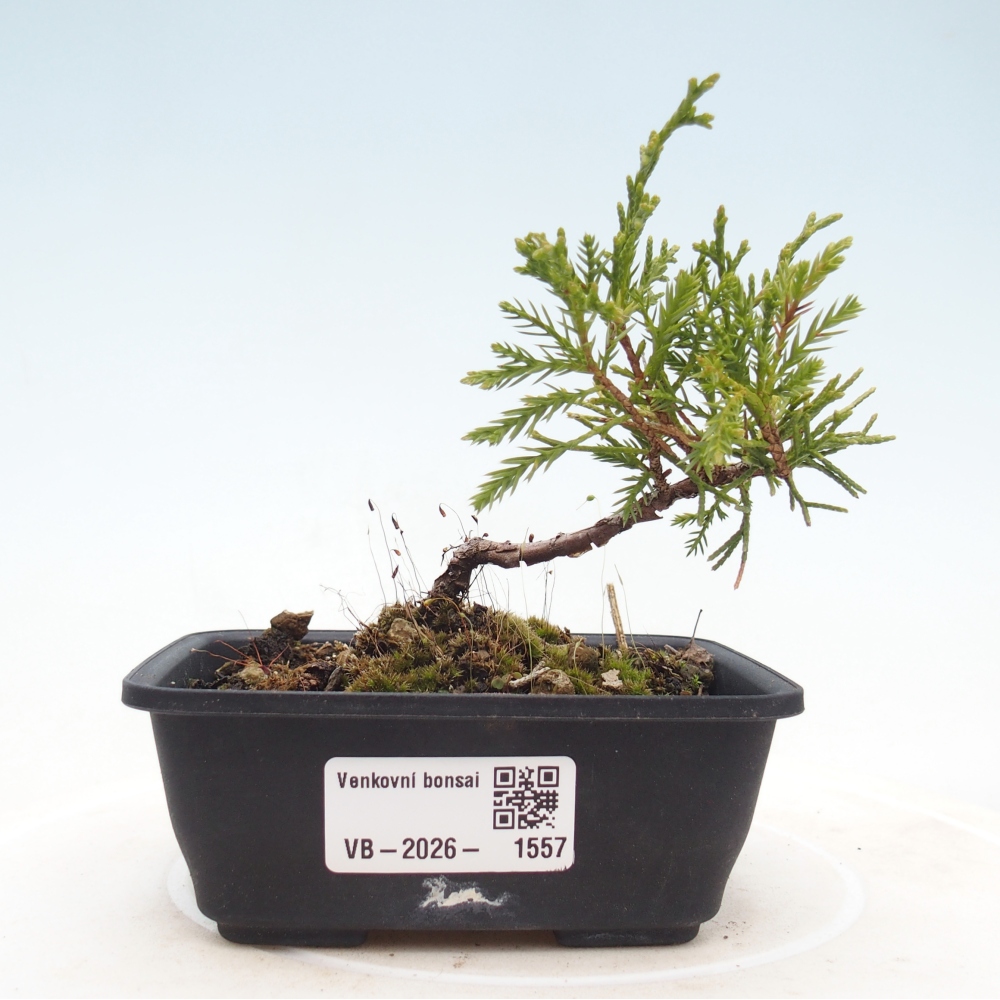 Vonkajší bonsaj - Juniperus chinensis Itoigawa