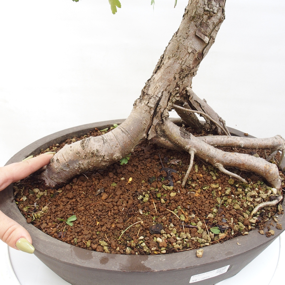 Vonkajší bonsai - Hloh - Crataegus monogyna