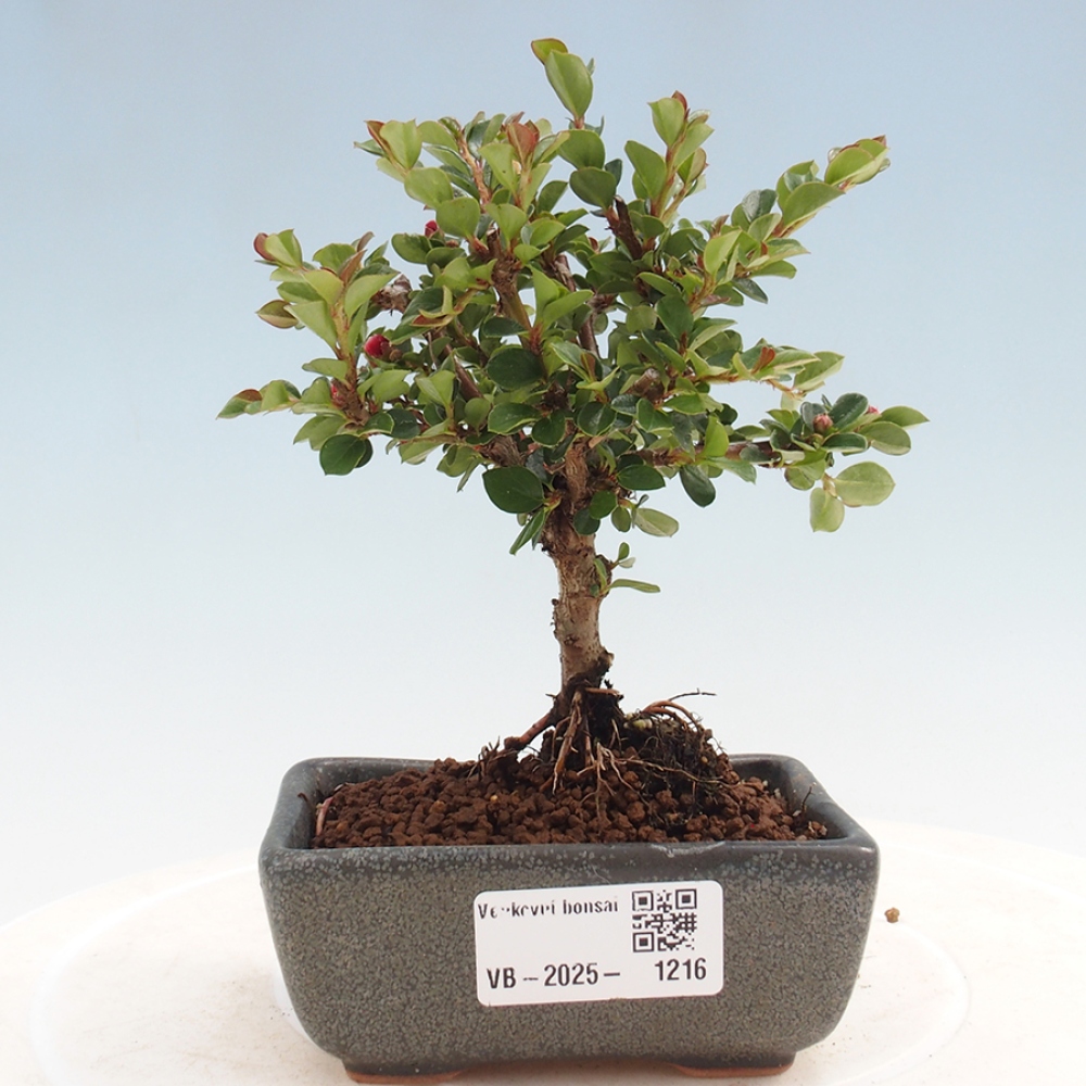 Vonkajší bonsai - Cotoneaster horizontalis - Skalník
