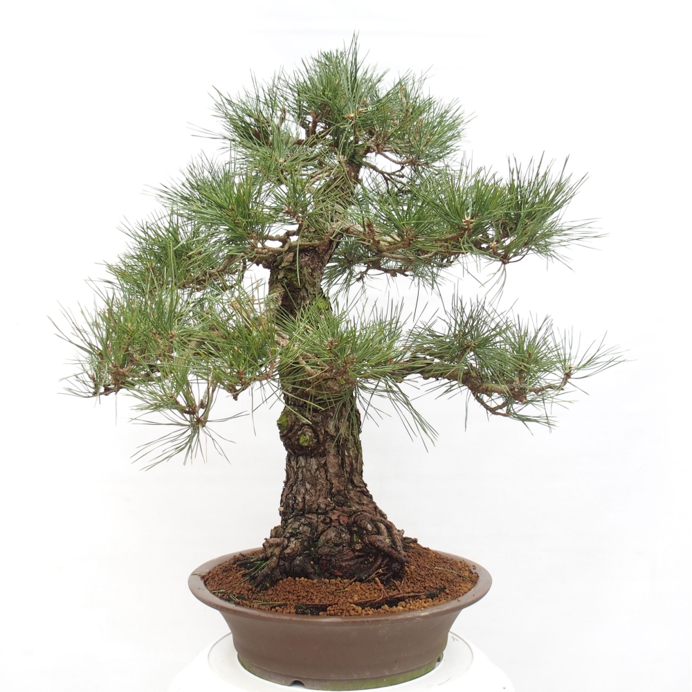 Vonkajšie bonsai - Pinus thunbergii - Borovica thunbergova