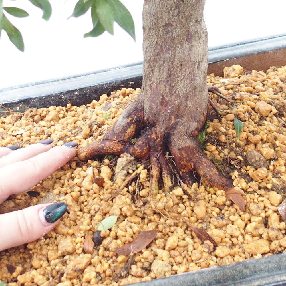 Vonkajší bonsaj - Japonská azalka - Azalka CHIHIRO